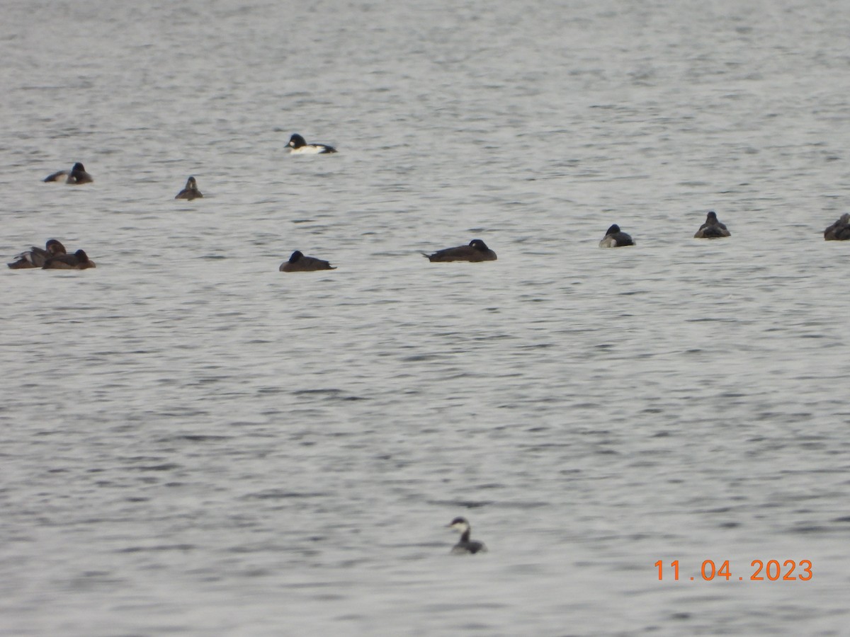 White-winged Scoter - ML612082646