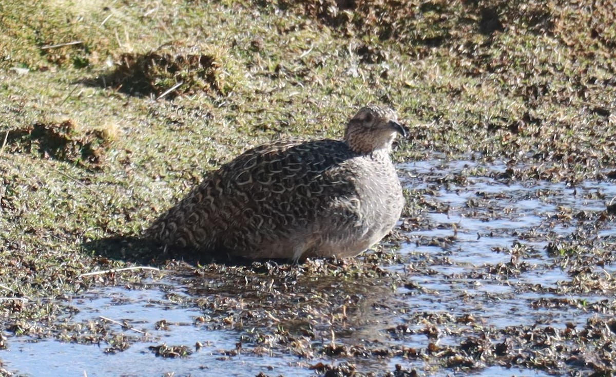 Ornate Tinamou - ML612082689