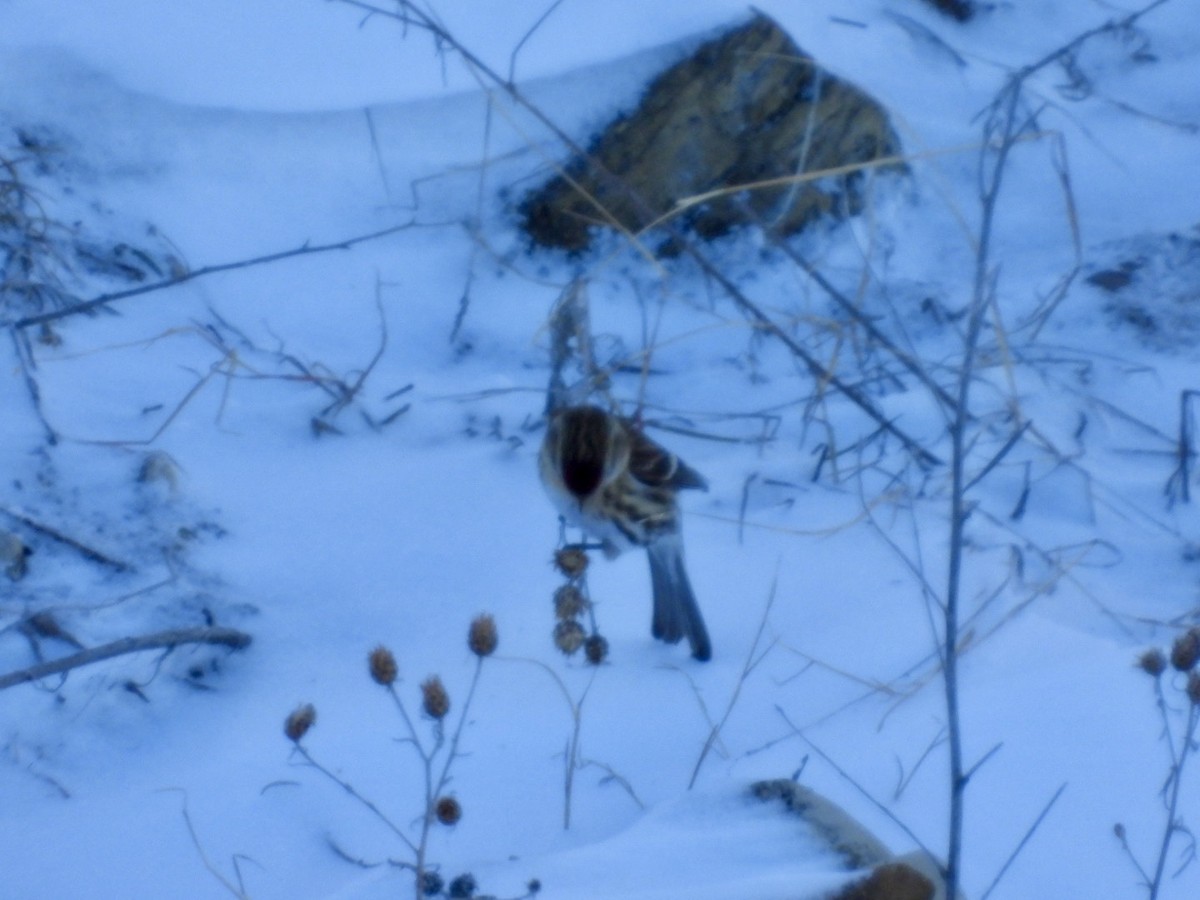 Redpoll (Common) - ML612082703