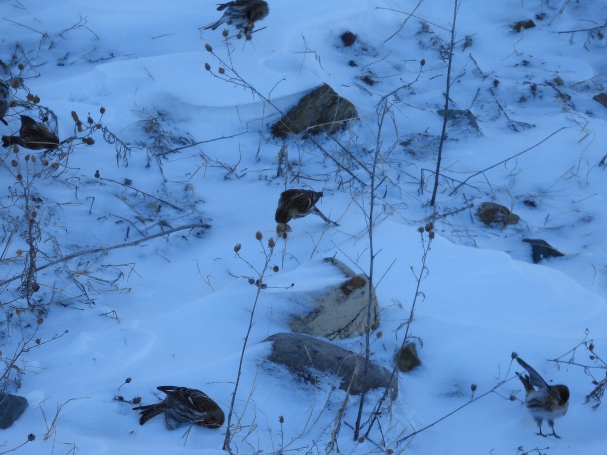 Redpoll (Common) - ML612082705