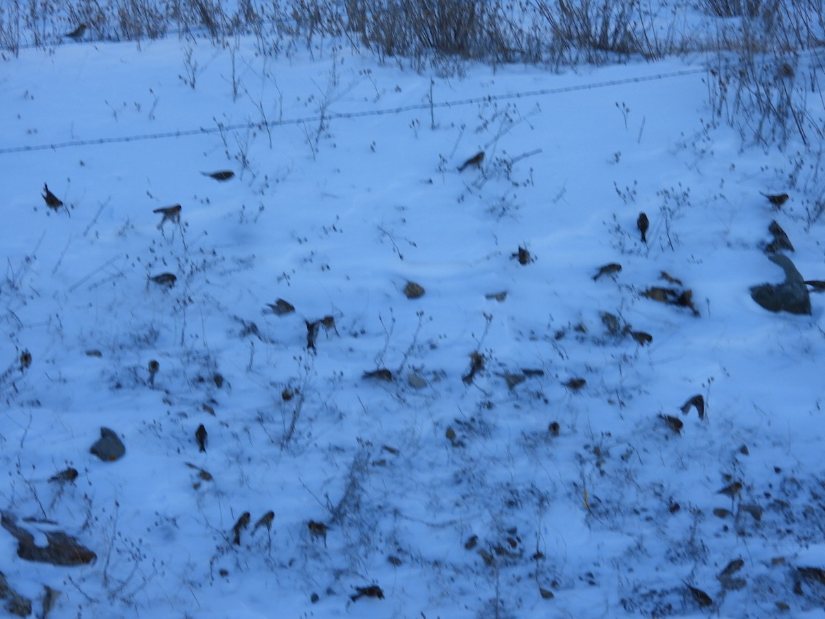 Redpoll (Common) - ML612082706