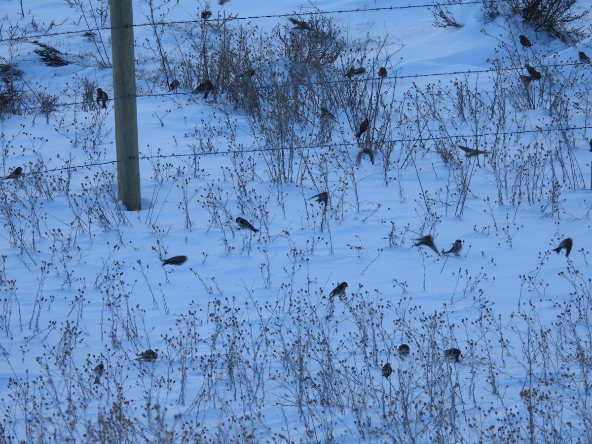 Redpoll (Common) - ML612082707