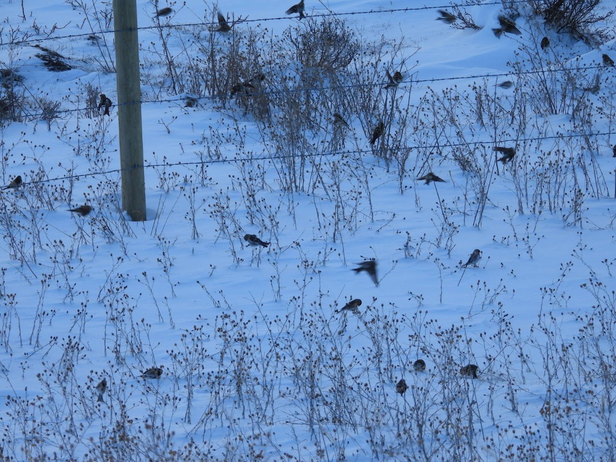 Redpoll (Common) - ML612082709