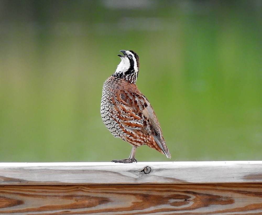 Northern Bobwhite - Brian T