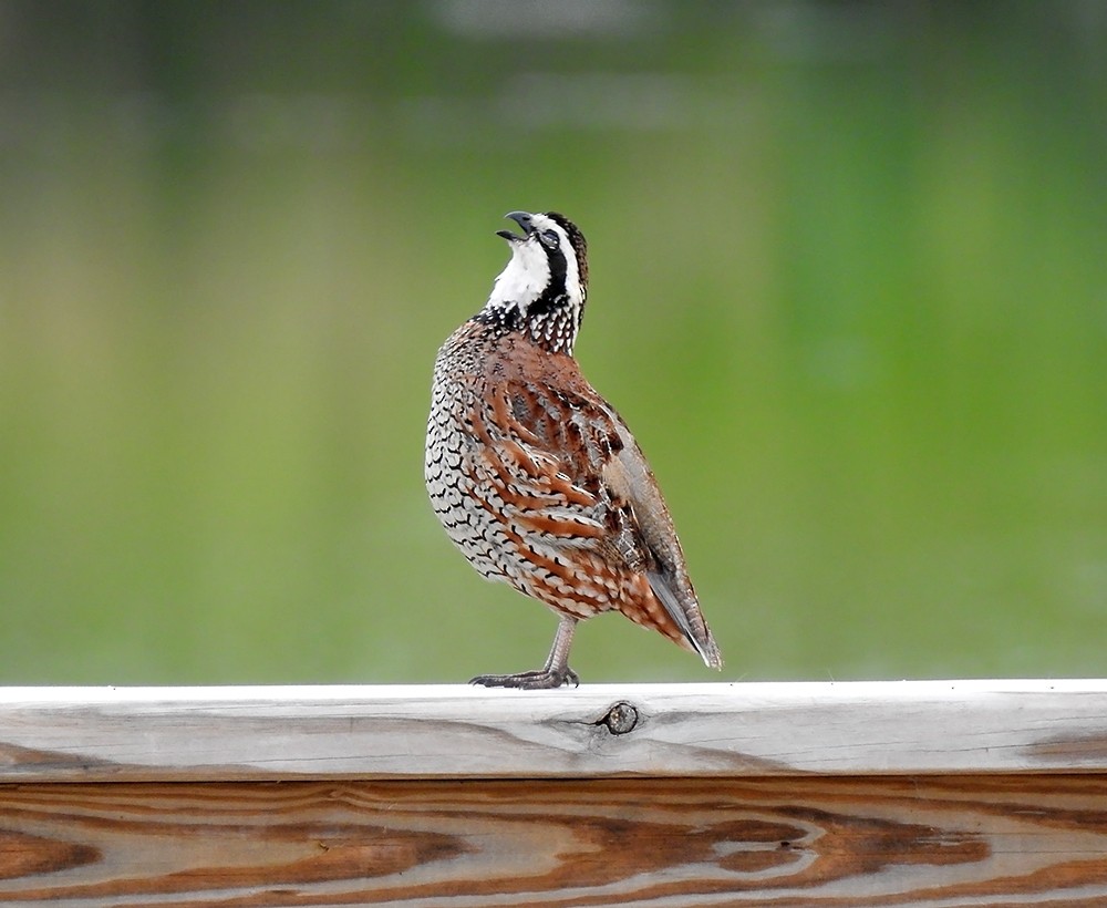 Northern Bobwhite - ML61208271