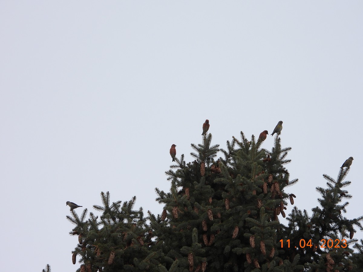 Red Crossbill - ML612082740