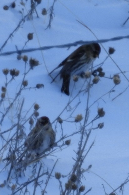 Redpoll (Common) - ML612082766