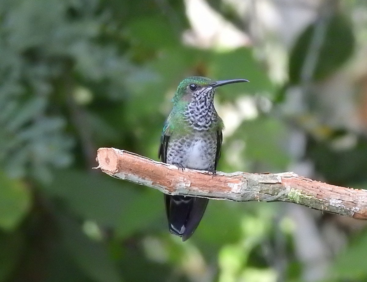 White-necked Jacobin - ML612082769