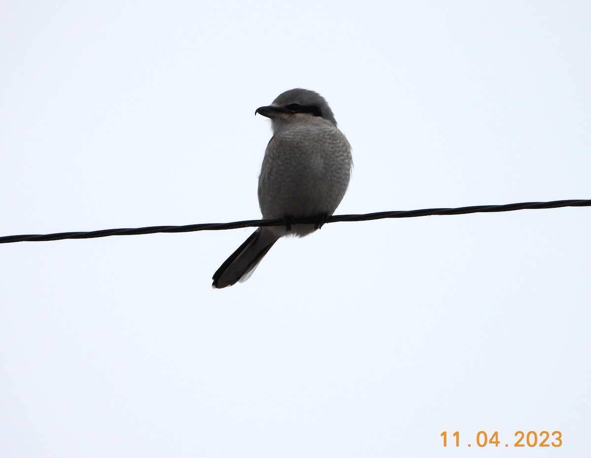 Northern Shrike - ML612082792