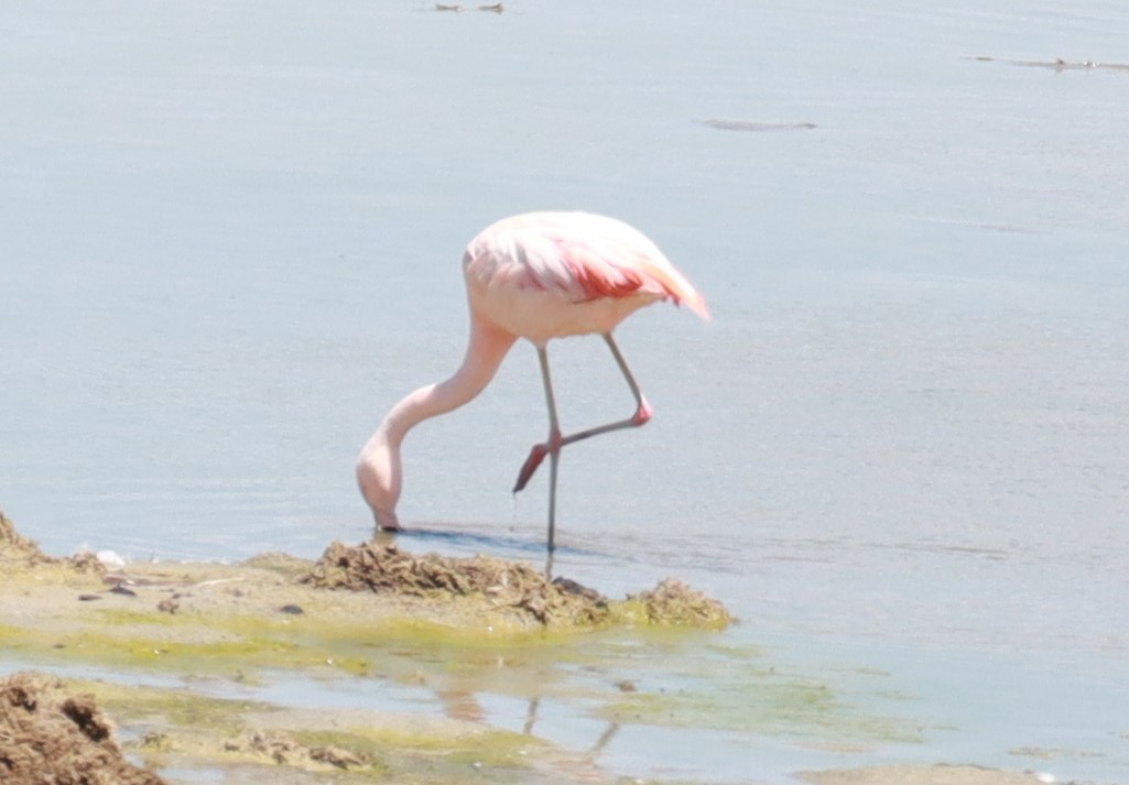 Chilean Flamingo - Edwin Adderly Hancco Arenas