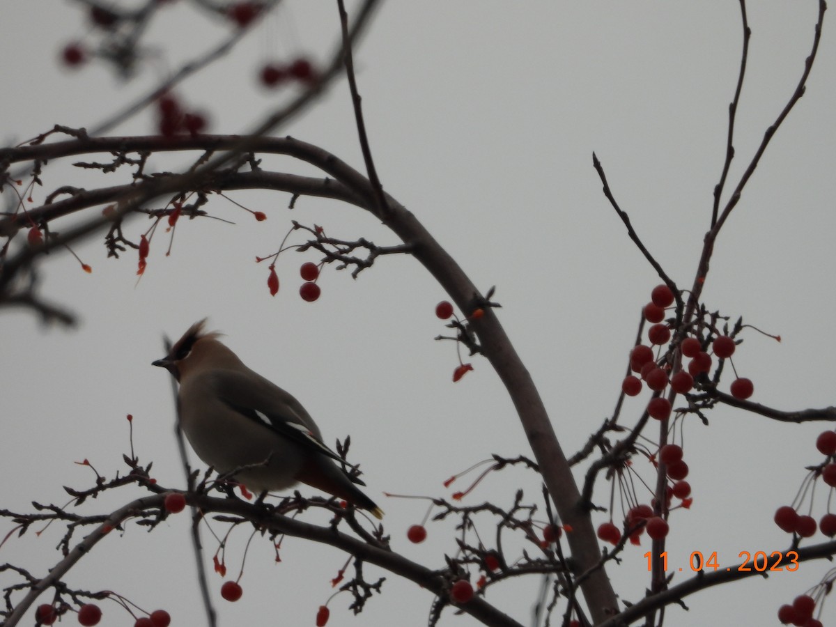 Bohemian Waxwing - ML612082903