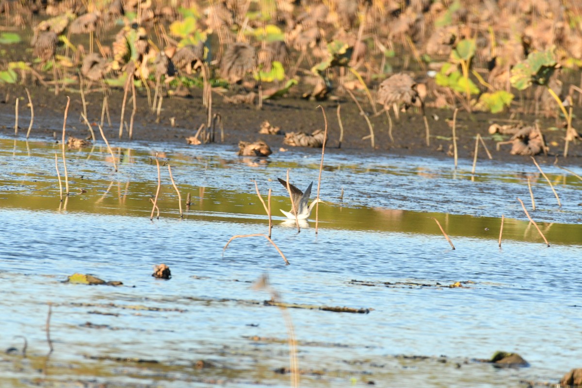 Greater Yellowlegs - ML612083023