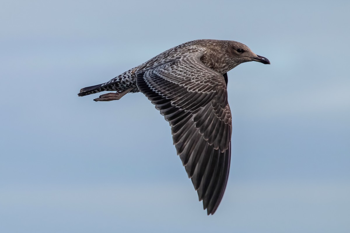 California Gull - ML612083212