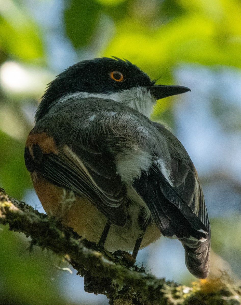 Cape Batis (Gray-mantled) - ML612083373