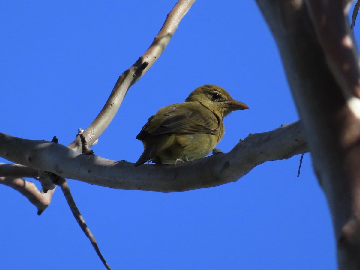 Summer Tanager - ML612083392