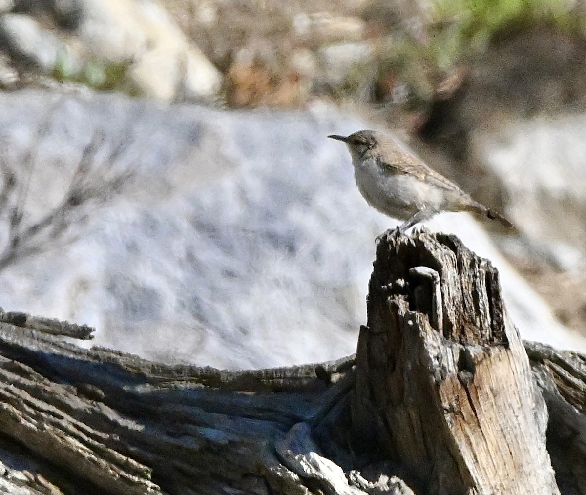 Troglodyte des rochers - ML612083406