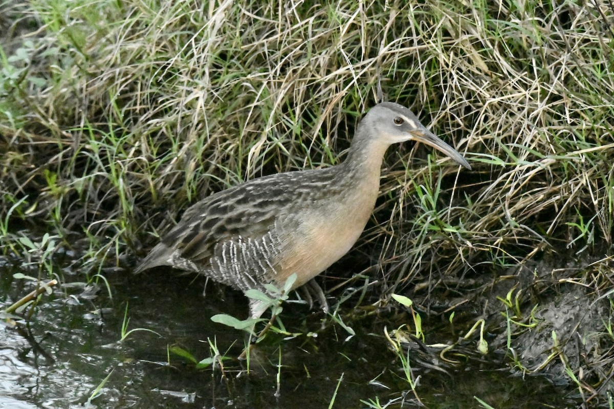 King Rail - Robert Opperman