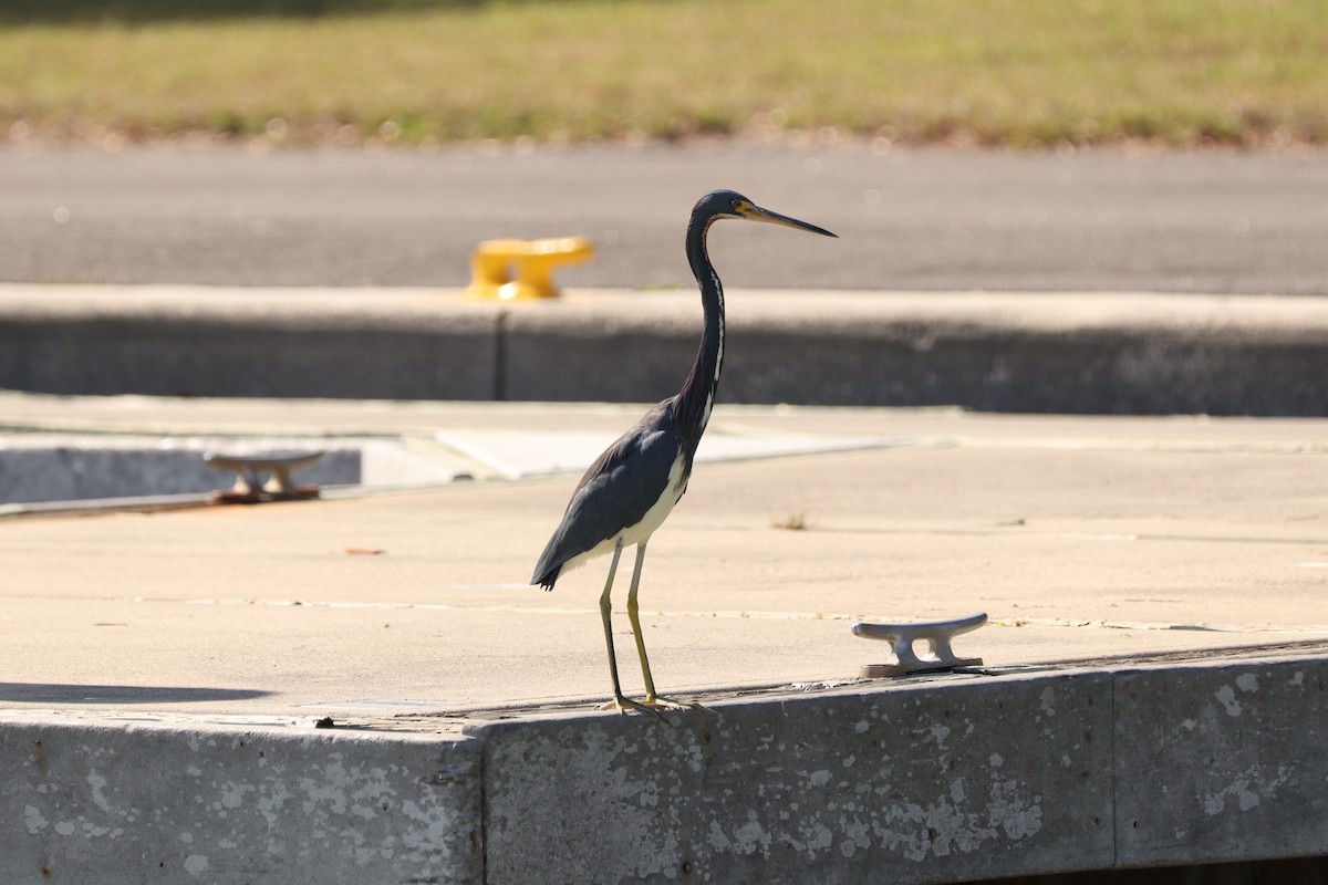 Tricolored Heron - ML612083430