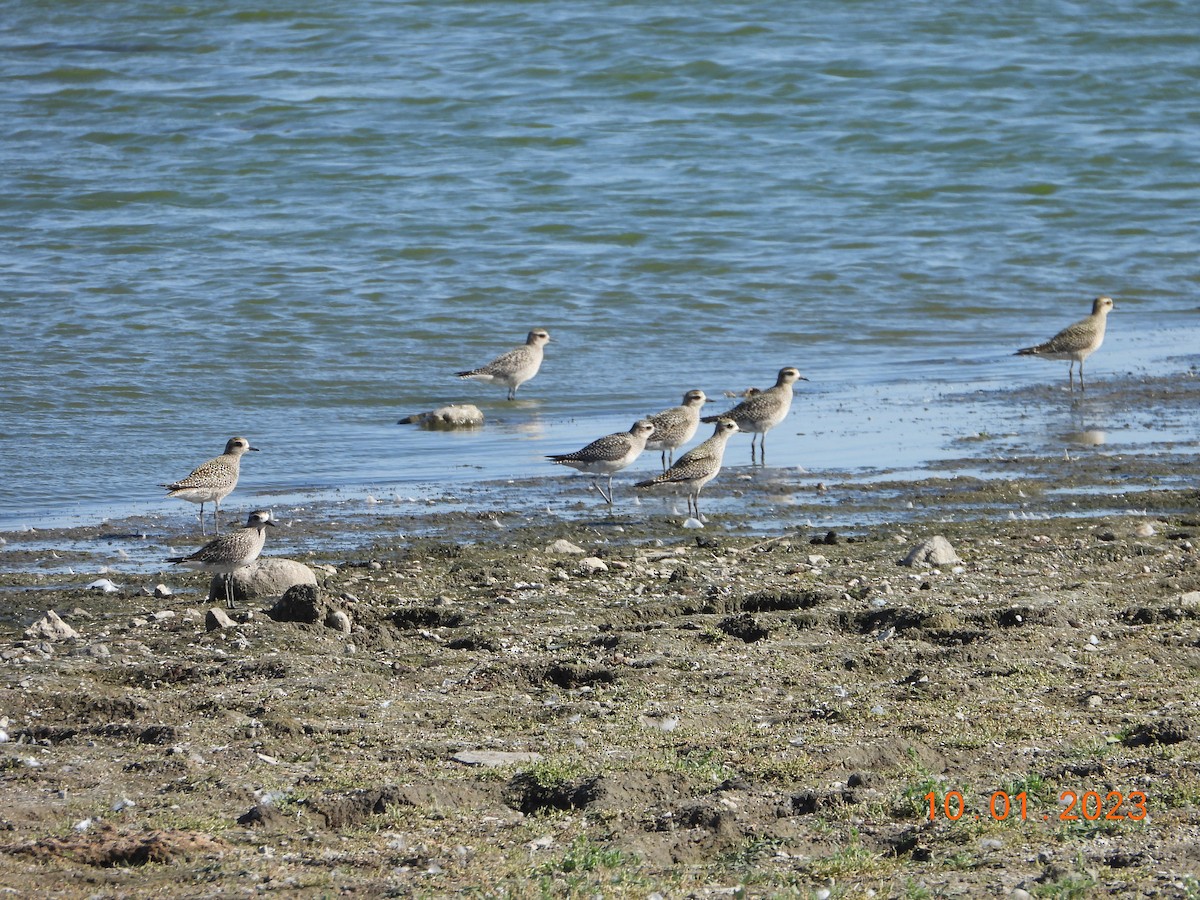 American Golden-Plover - Bob Anderson