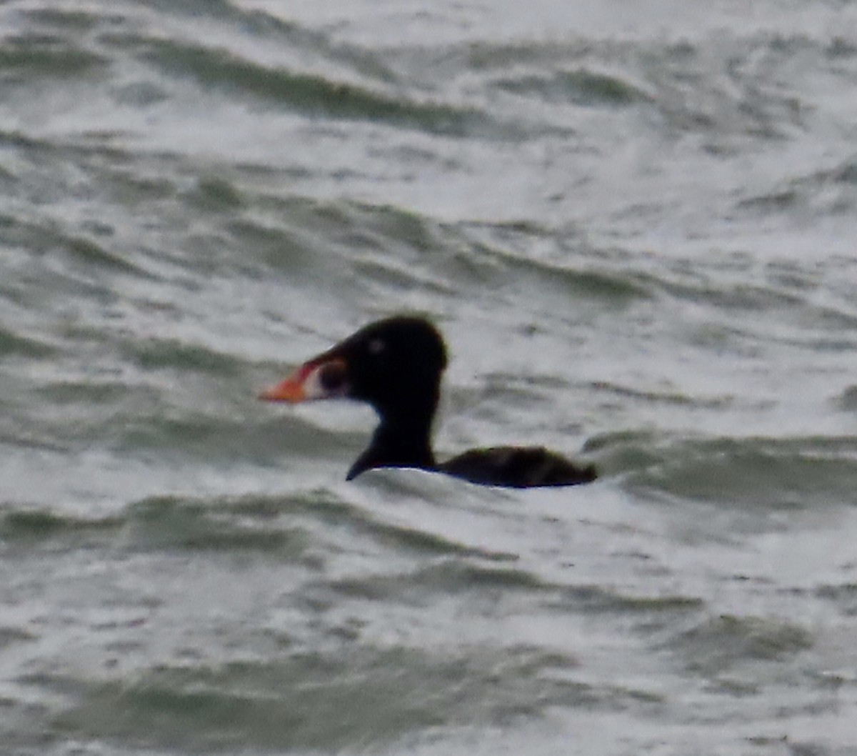 Surf Scoter - ML612083507