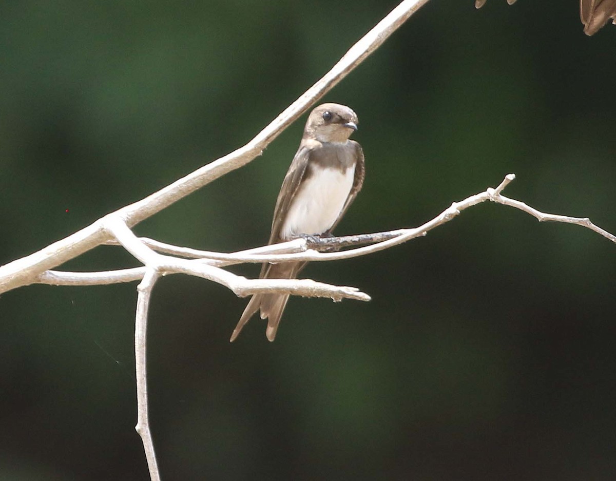 Black-collared Swallow - Ashley Banwell