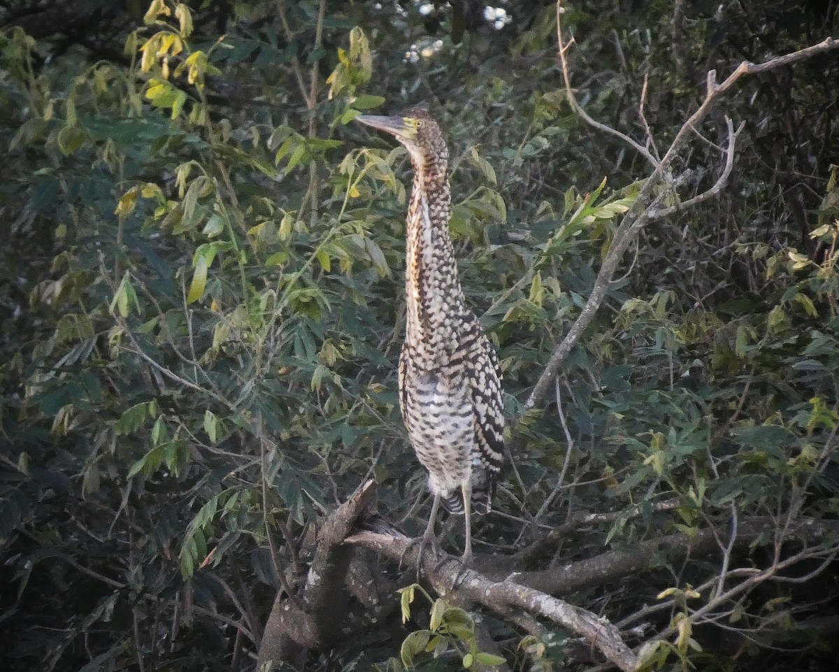 Rufescent Tiger-Heron - ML612083570