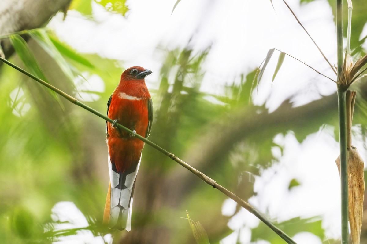 Red-headed Trogon - ML612083575