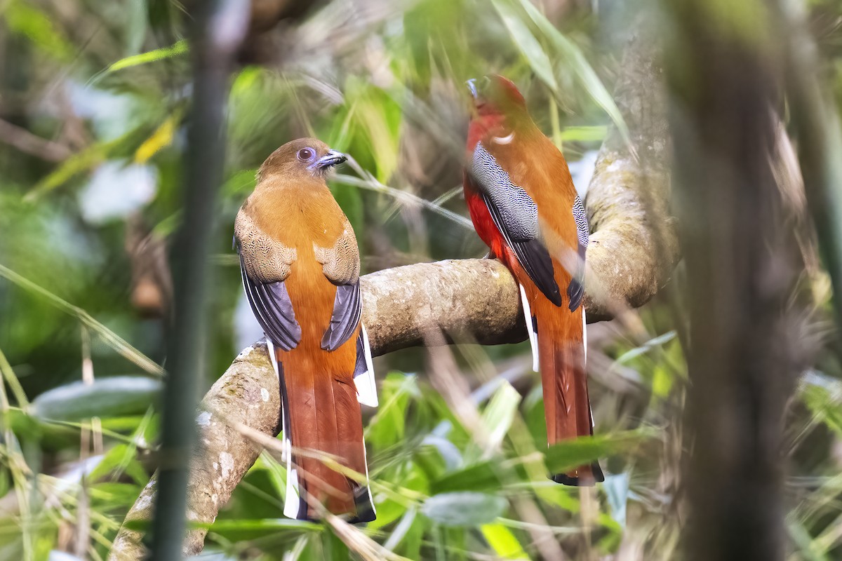 Red-headed Trogon - ML612083577