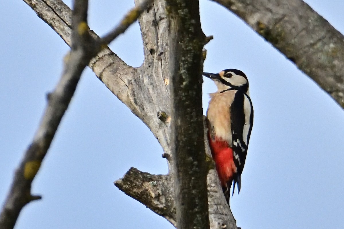 Great Spotted Woodpecker - ML612083701