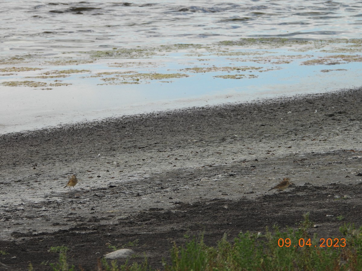 American Pipit - ML612083703