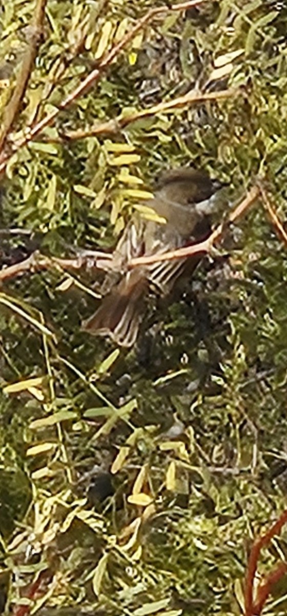 Nutting's Flycatcher - ML612083722