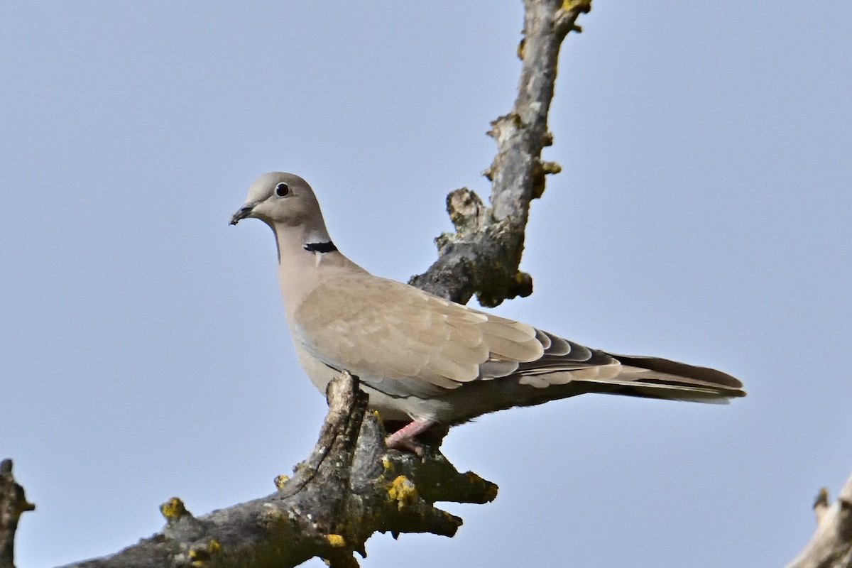 Eurasian Collared-Dove - ML612083738
