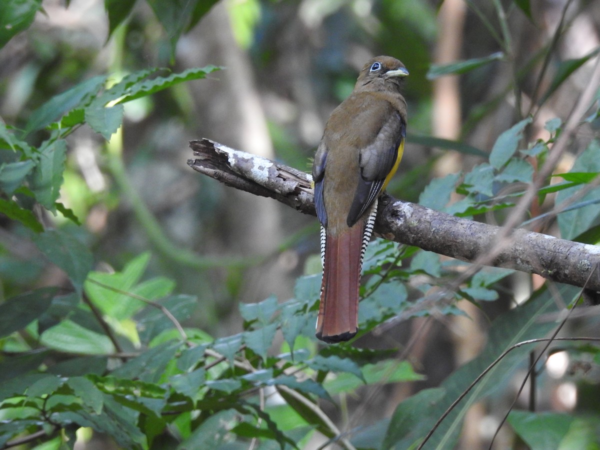 Northern Black-throated Trogon - ML612083850