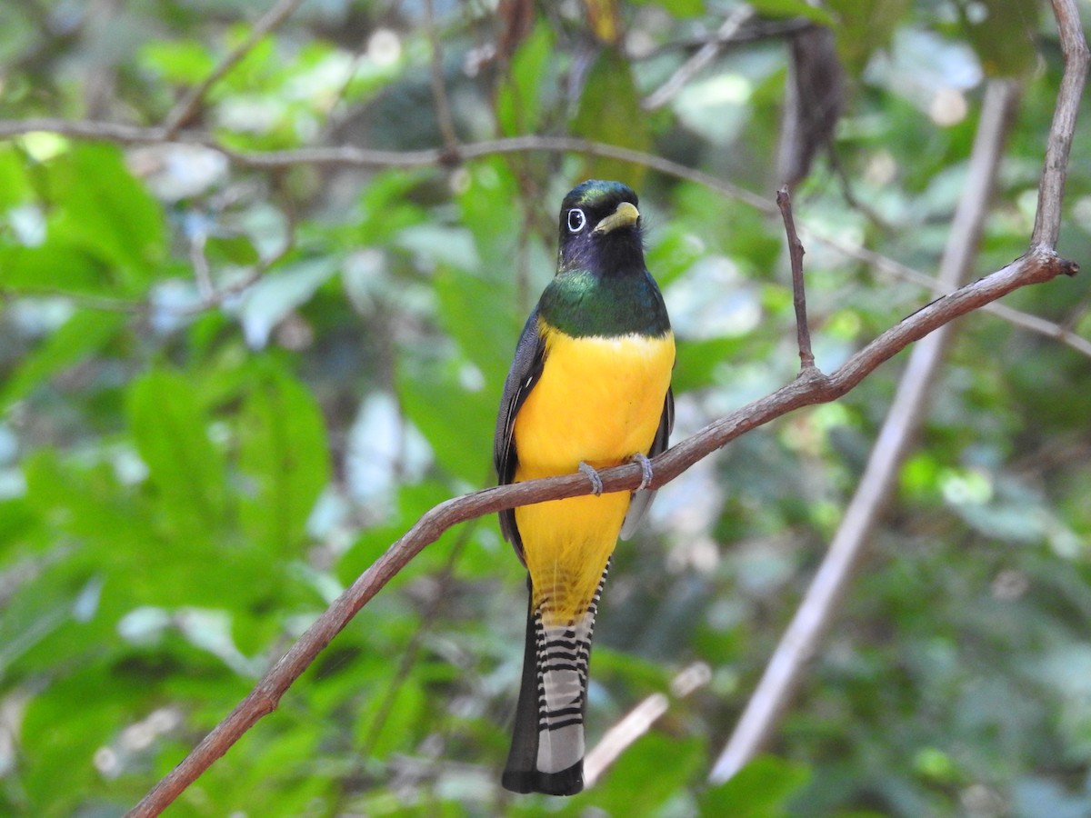 Northern Black-throated Trogon - ML612083851