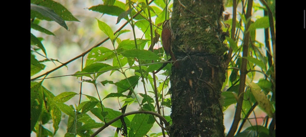 Pearled Treerunner - Pablo César Calderón Aguirre