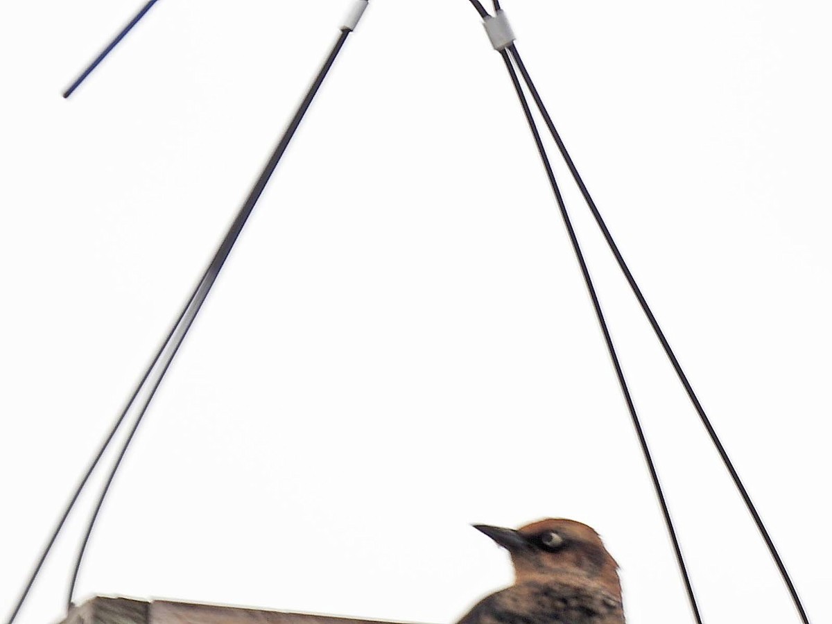 Rusty Blackbird - ML612083879