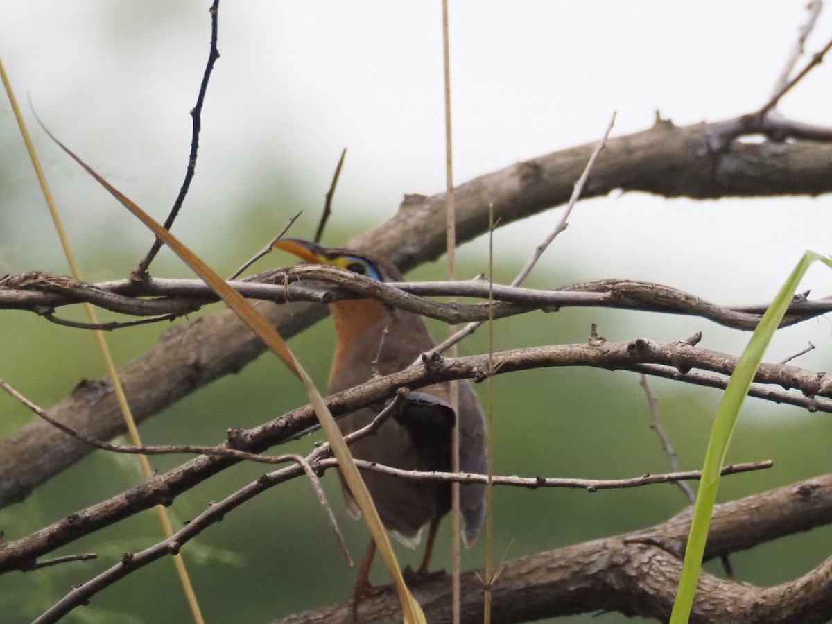 Lesser Ground-Cuckoo - ML612083946