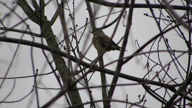 Western Kingbird - ML612083947