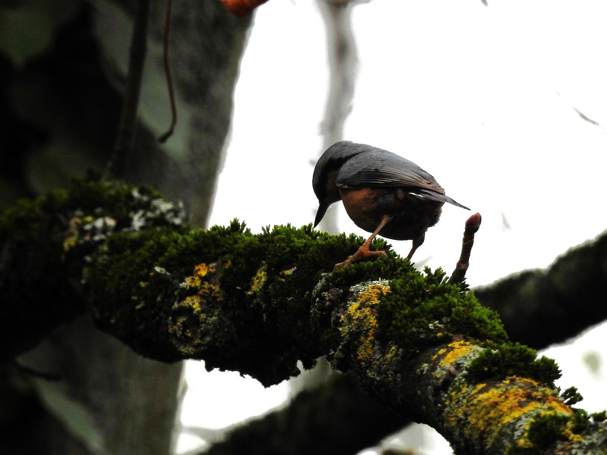 Eurasian Nuthatch - Tanja Britton