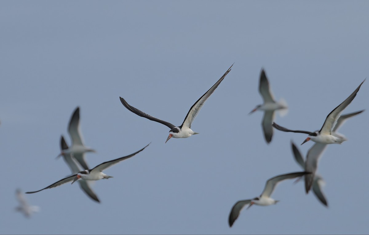 Black Skimmer - ML612084014