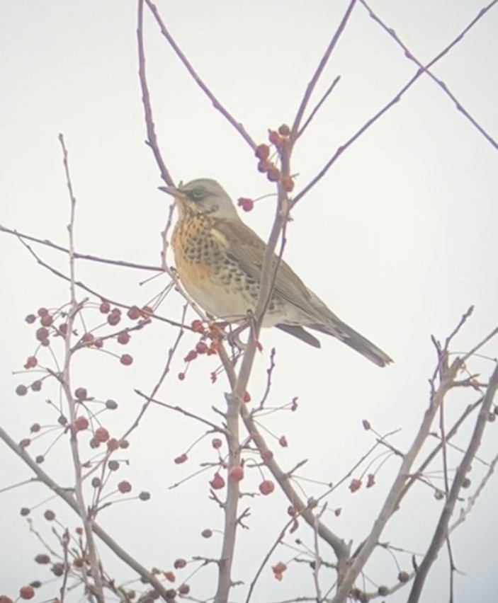 Fieldfare - Demetri  Lafkas