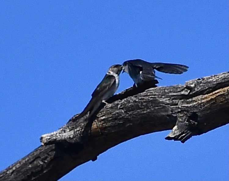 Violet-green Swallow - Charlotte Pavelka & Doug Reitz