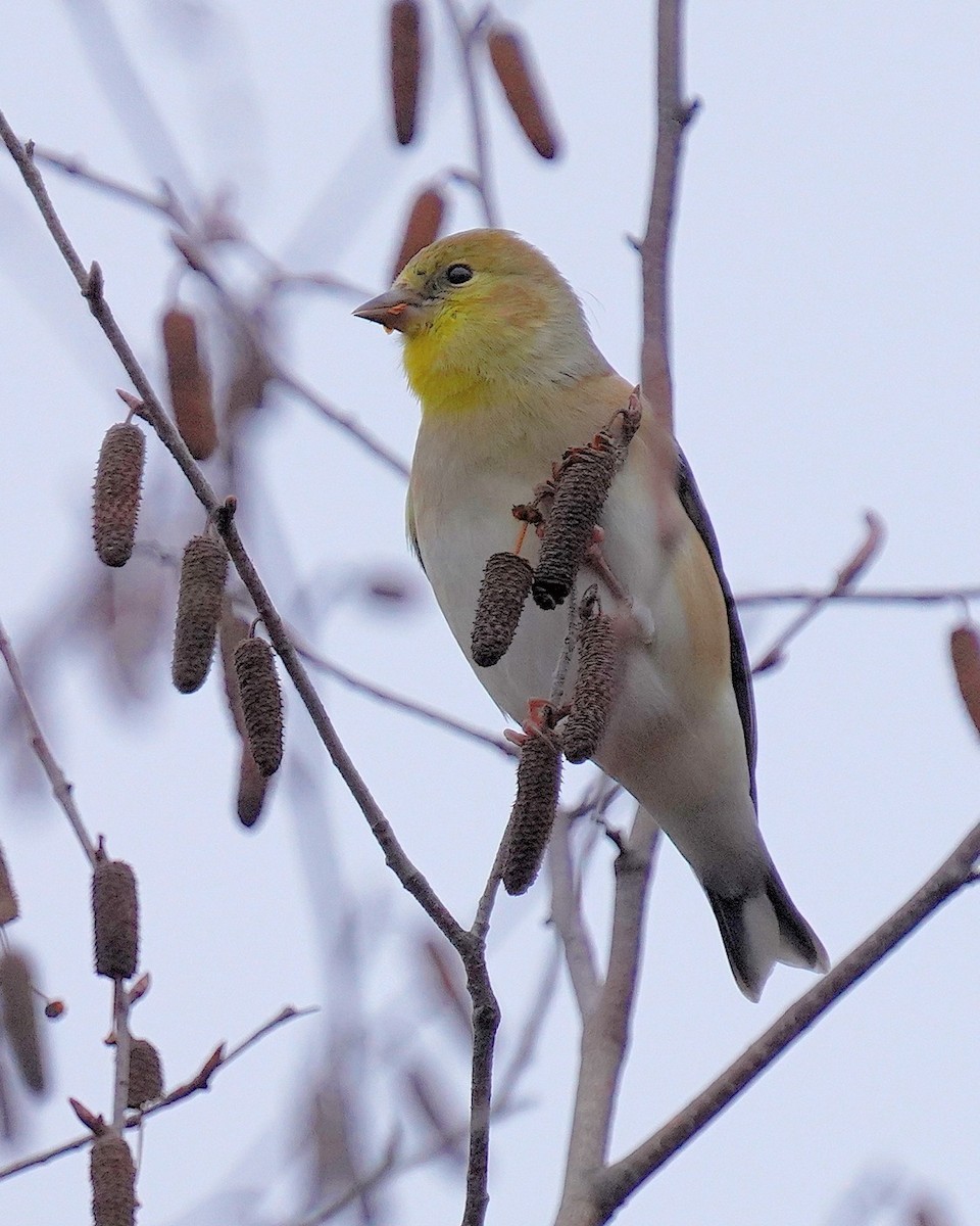 American Goldfinch - ML612084044