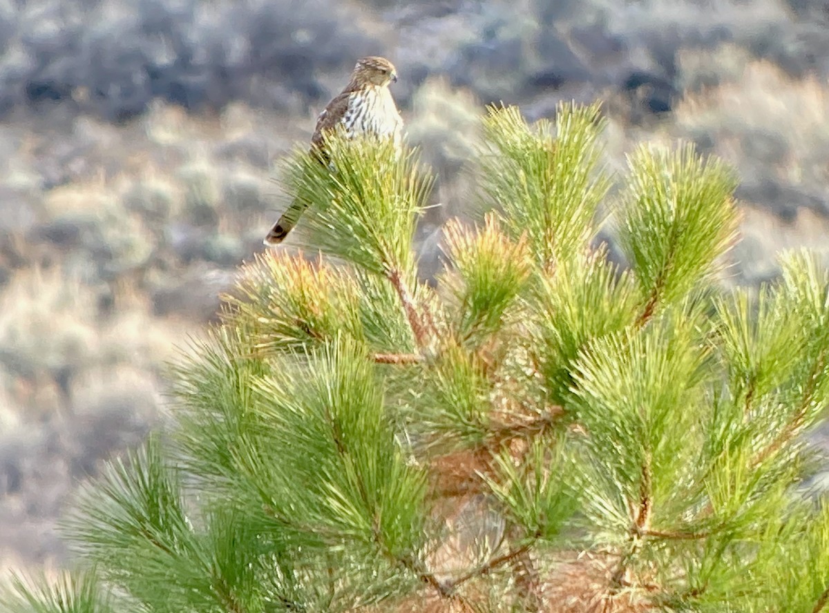 Sharp-shinned Hawk - ML612084122