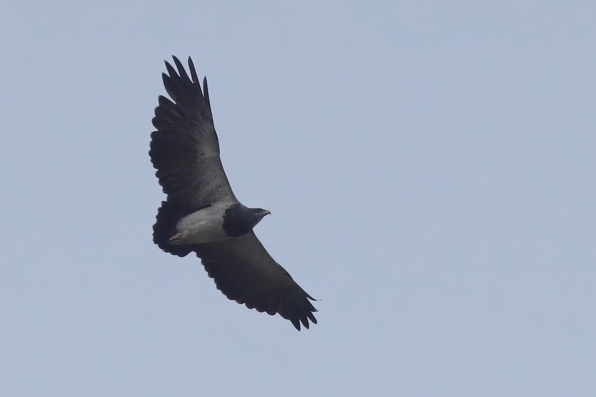 Black-chested Buzzard-Eagle - ML612084170