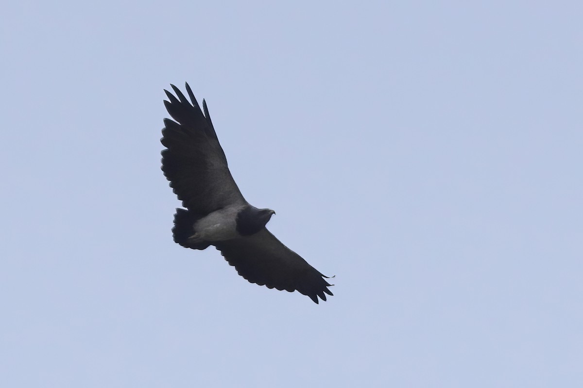 Black-chested Buzzard-Eagle - ML612084171