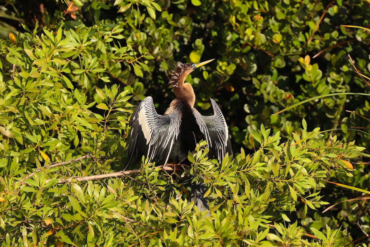 Anhinga d'Amérique - ML612084205