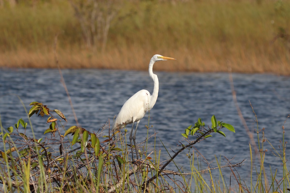 Great Egret - ML612084220