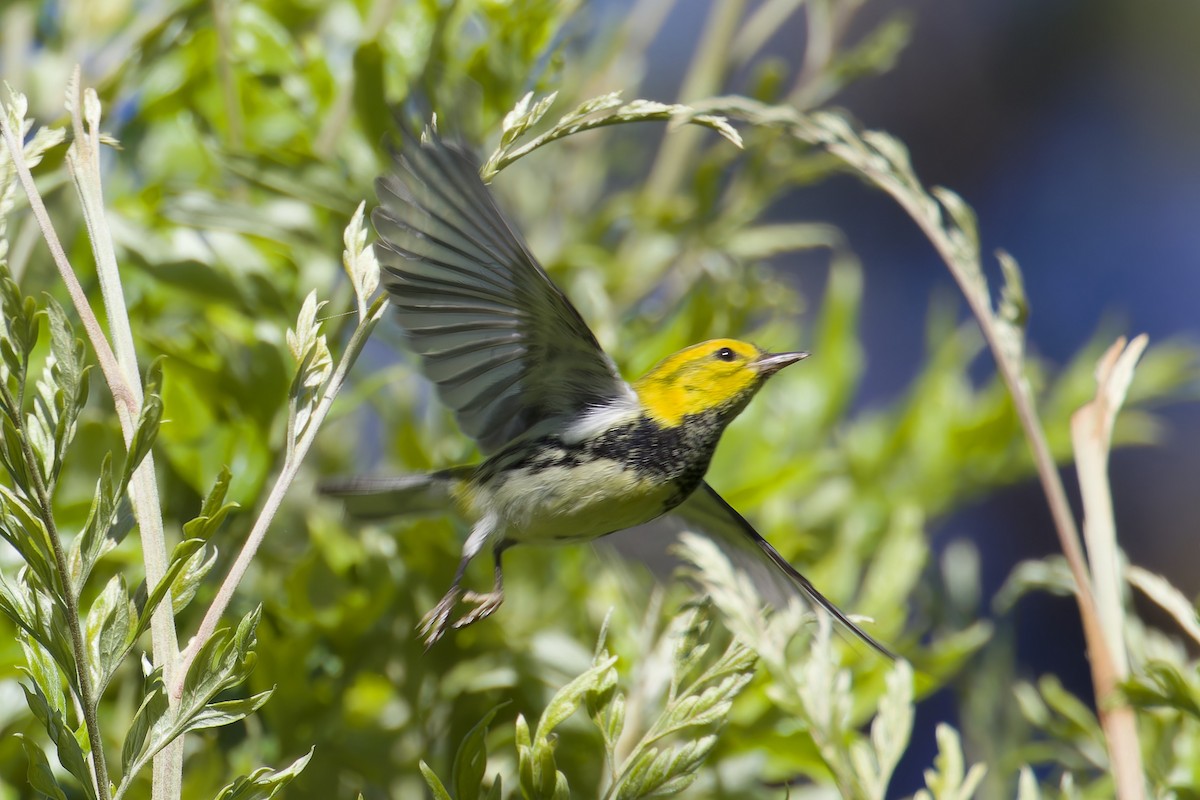 Black-throated Green Warbler - ML612084329