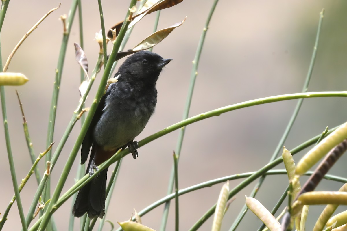 Gray-bellied Flowerpiercer - ML612084368